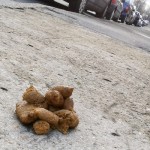 La photo de la semaine: Déjections canines intempestives gênent piétons assidus