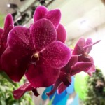 La passion des orchidées reprend vie ce week-end à la ferme du Vieux-Pays