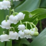 Vendre son muguet pour le 1er mai, est-ce légal ?