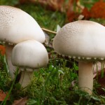 Les champignons s'exposent au Parc du Sausset jusqu'au 2 Février 2015