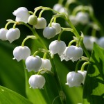 Est-il légal de vendre son muguet à l'occasion du 1er mai ?