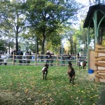 12ème édition de la Fête de l'Arbre les 17 et 18 octobre 2015