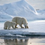 La Maison de l'Environnement lance cette semaine une exposition sur la fonte des glaces