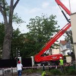 Malade depuis plusieurs années, le Gros Peuplier de l'avenue de Nonneville est abattu