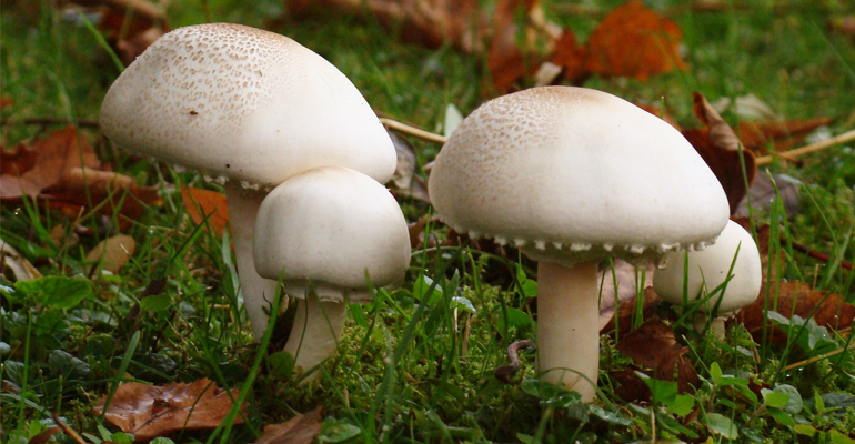 Souvent mal connus, les champignons sont présents sur toutes les terres. | (C) DR
